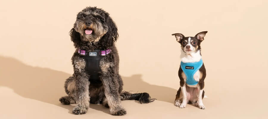 Best Organic Dog Treats You Can Buy